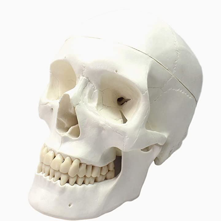 頭蓋骨 頭部 顎関節 人体 模型 可動 タイプ 学校 医学 教材 展示 装飾