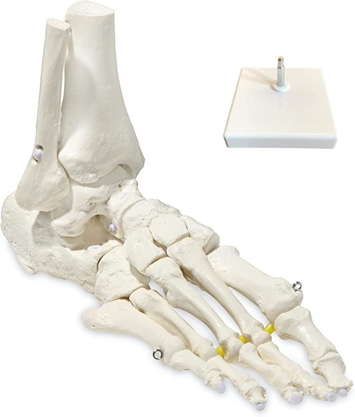 ビヨーンと伸びて自在に動かせる足骨模型 理学療法士監修 足関節模型 人体模型 伸縮コード 足模型 右足 可動 プラモデル 趣味・コレクション おもちゃ・ホビー・ゲーム