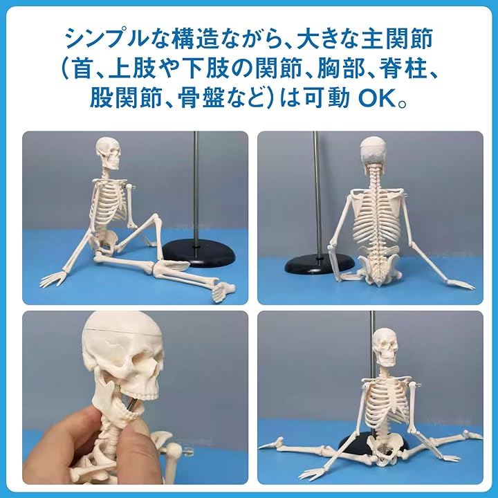 Qoo10] 人体模型 骸骨 全身骨格模型 45cm