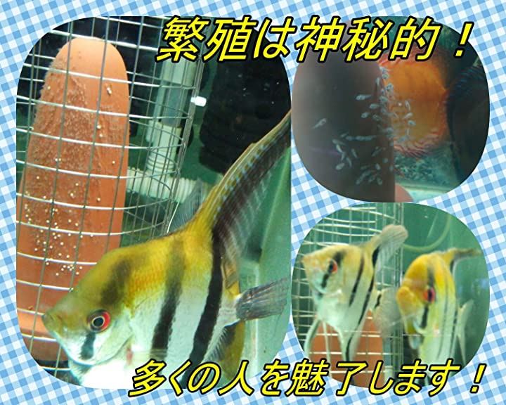 5 好評 産卵筒 ネット付き アクアリウム セット 熱帯魚 繁殖 ディスカス 陶器 隠れ家 アクアリウムセット スモール Shipsctc Org
