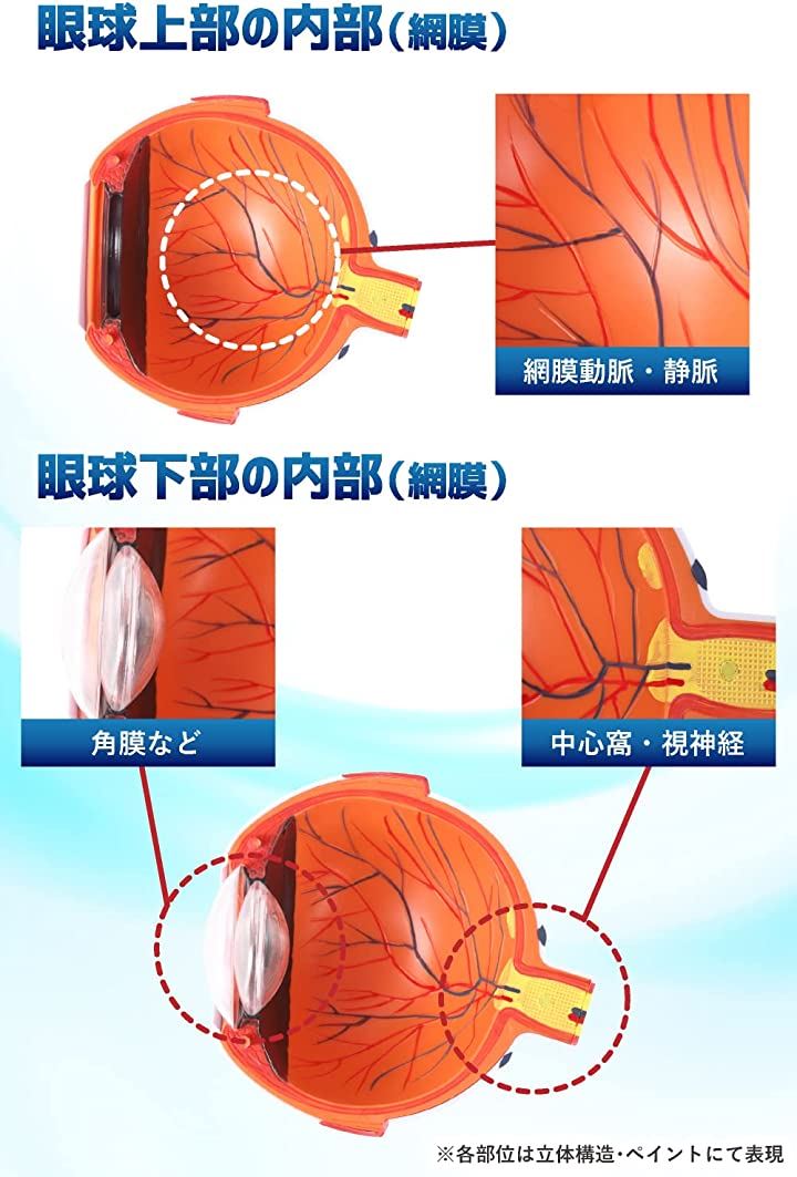 開けて分解できる 6倍サイズ眼球模型 人体模型 人体解剖 立体モデル 3Dモデル